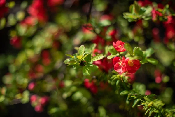 Selektivní Zaostření Záběr Červené Čínské Quince Květiny Zahradě — Stock fotografie