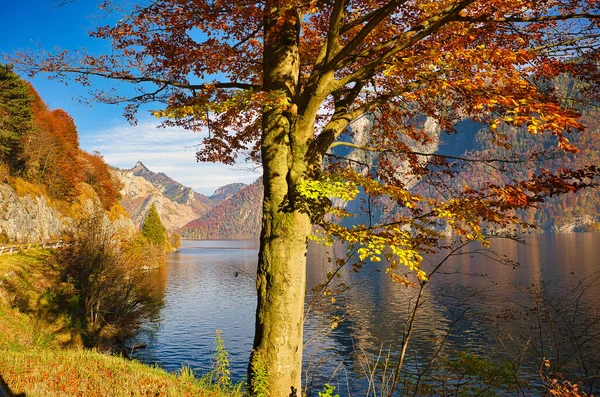 Bellissimo Autunno Vicino Lago Traunsee Nella Zona Salzkammergut Alta Austria — Foto Stock