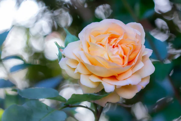 Nahaufnahme Einer Schönen Rose Auf Verschwommenem Hintergrund — Stockfoto
