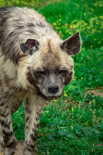 緑に囲まれた公園で負傷した耳を持つ野生のハイエナの垂直ショット — ストック写真