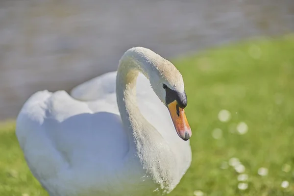 Ein Flacher Fokus Eines Stummen Schwans Mit Einem Grünen Gras — Stockfoto