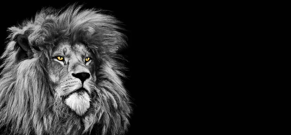 Gråskala Ett Lejon Med Svart Bakgrund — Stockfoto