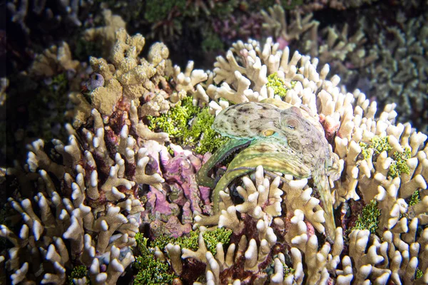 Closeup Octopus Coral Reef — Stock Photo, Image