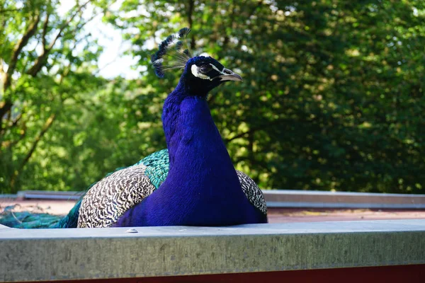 A colorful peacock in the garden against a blurry green foliage
