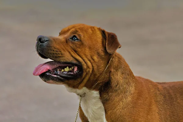 Close Cão Pitbull Marrom Bonito Olhando Para Cima Com Língua — Fotografia de Stock