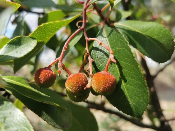 Primer Plano Arbutus Fresa Arbutus Unedo Creciendo Jardín — Foto de Stock