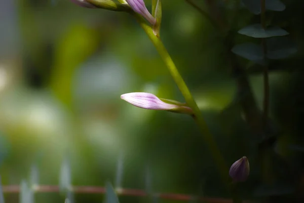 Krásný Záběr Orchidej Pupen — Stock fotografie