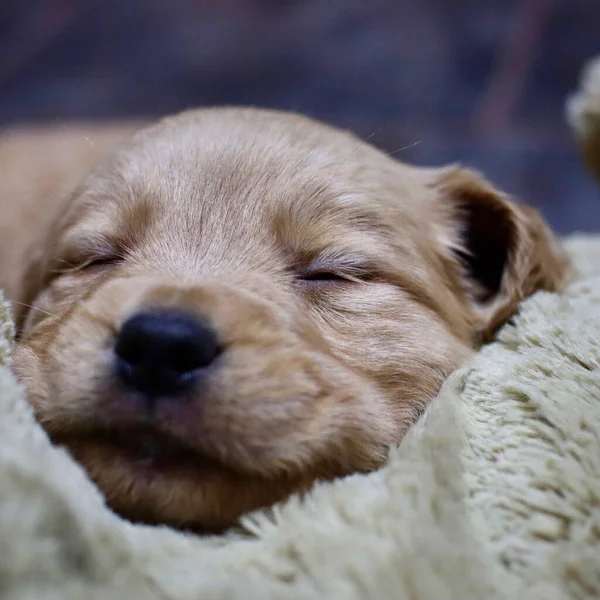 Ett Närbild Porträtt Golden Retriever Valp Som Ligger Ett Mjukt — Stockfoto