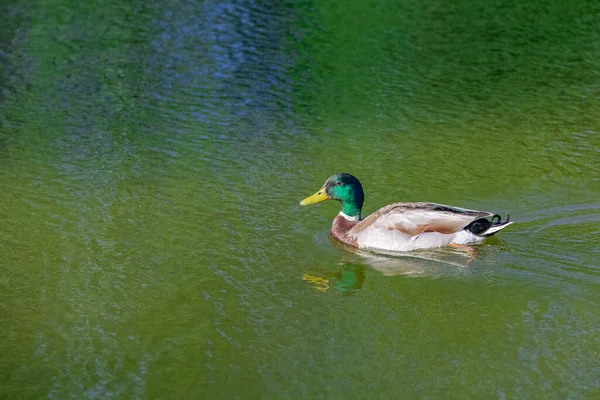 Pato Reais Pássaro Nadando Lago Vincennes Com Reflexo Das Árvores — Fotografia de Stock