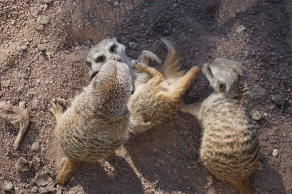 High Angle Shot Meerkats Ground — Stock Photo, Image