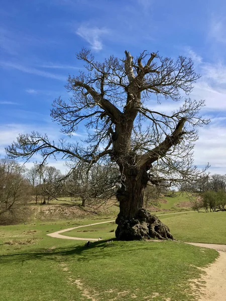 a vertical shot of a oak tree in The Oak Guillotin Cultural landmark in Concoret, France.