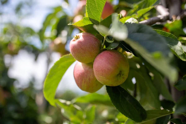 Primer Plano Manzanas Rojas Maduras Árbol Durante Día —  Fotos de Stock