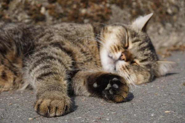 Вибірковий Фокус Чорної Кішки Спить Землі — стокове фото