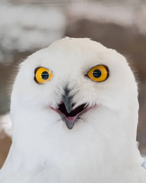 Portrét Zasněžené Sovy Bubo Skandiacus — Stock fotografie