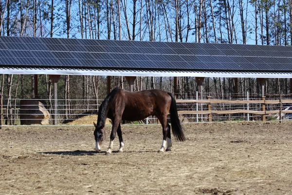 Holländsk Warmblood Häst Betar Gården — Stockfoto