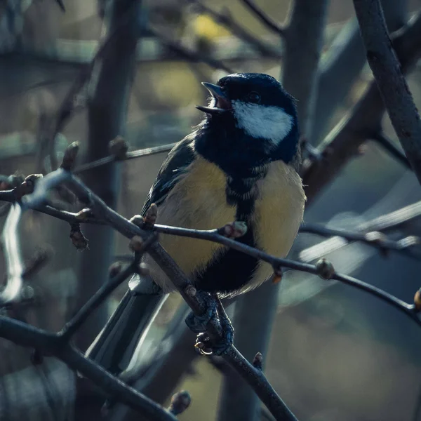 Selective Focus Shot Eurasian Blue Tit Cyanistes Caeruleus Perched Branch — Φωτογραφία Αρχείου