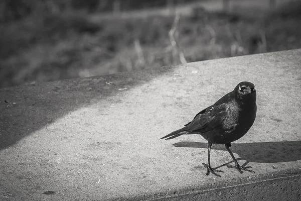 一只黑色乌鸦站在石头上的特写灰度镜头 — 图库照片