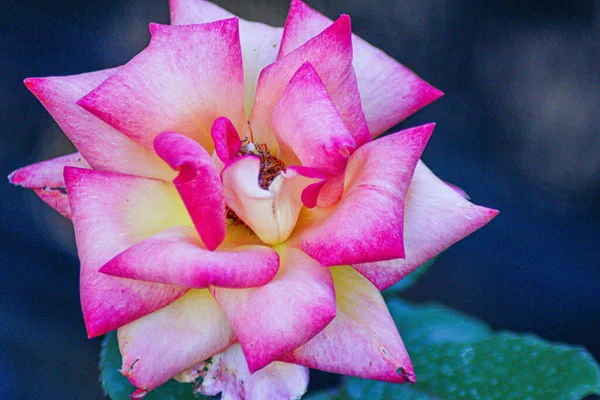 Closeup Shot Pink Rose — Stock Photo, Image