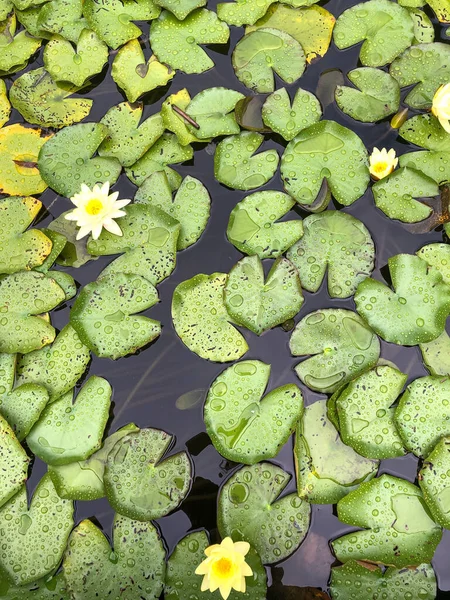 Virágzó Vízililiom Vízen Sűrűn Növekvő Vízililiom — Stock Fotó