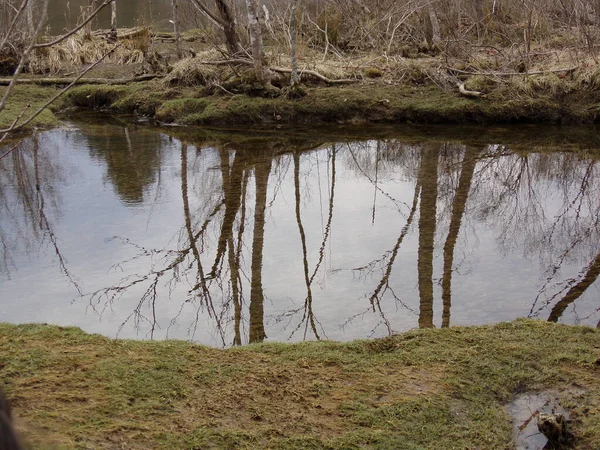 Ein Wilder See Der Die Umgebenden Bäume Widerspiegelt — Stockfoto