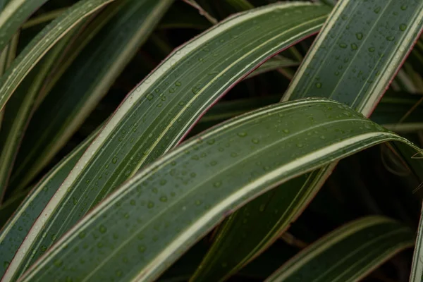 Uma Borda Variegada Depois Uma Chuva Primavera — Fotografia de Stock