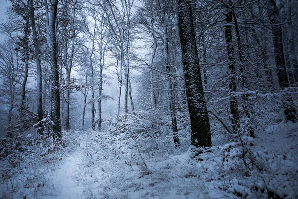 Красивый Снимок Леса Покрытого Снегом Течение Дня Зимой — стоковое фото