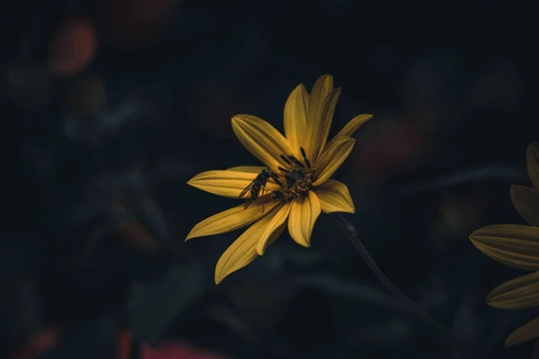 Primer Plano Mosca Voladora Sobre Alcachofa Jerusalén Helianthus Tuberosus Sobre — Foto de Stock