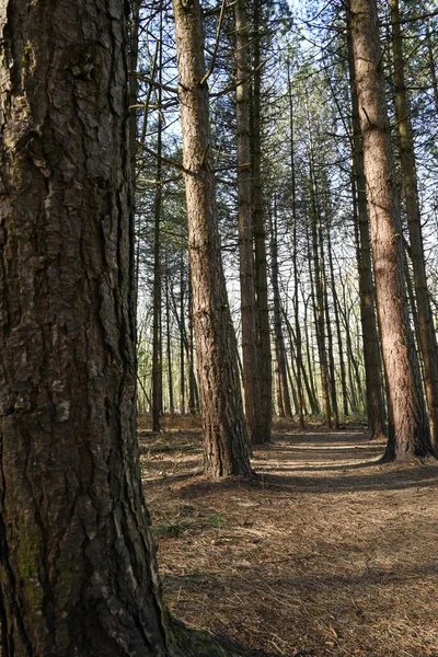 大規模な日中に巨大な木と森の垂直ショット — ストック写真