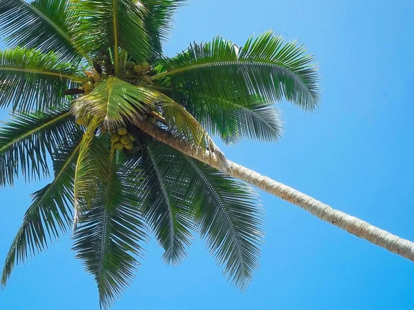 Beach Straně Diagonální Tropický Kokosový Strom Jasném Slunečném Dni — Stock fotografie