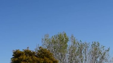 Rüzgarda dalların hareketi. Arka planda mavi gökyüzü var.