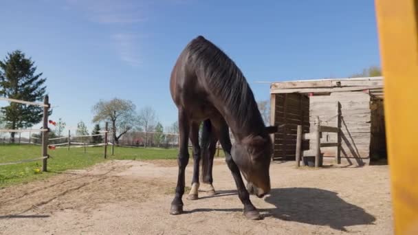 オランダのドレンテの青い空に影のある農場での晴れた日の放牧で茶色のサラブレッドの馬のクローズアップ — ストック動画