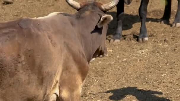 Mucca Che Cammina Intorno Recinto Con Altri Allevamenti Bestiame Concetto — Video Stock
