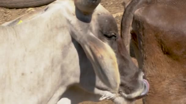 Αγελάδα Που Περπατά Γύρω Από Μαντρί Άλλα Βοοειδή Αγρόκτημα Έννοια — Αρχείο Βίντεο