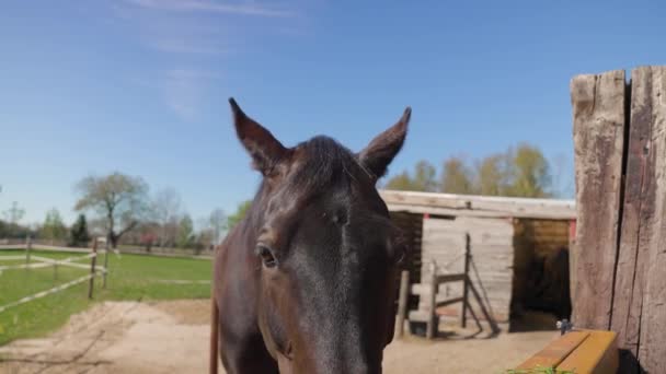オランダを背景に青空を背景に農場で晴れた日の放牧で茶色のサラブレッドの馬のクローズアップ — ストック動画