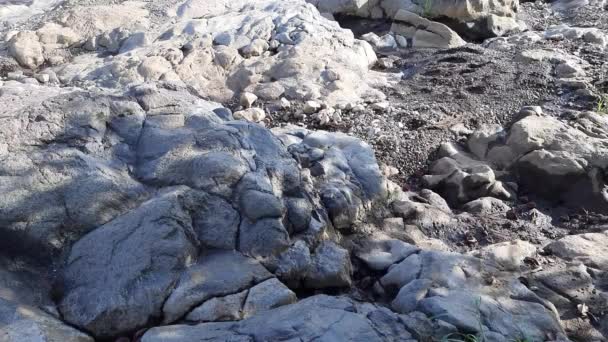 Idylliczna Rzeka Czarnym Lesie Dużymi Kamieniami — Wideo stockowe