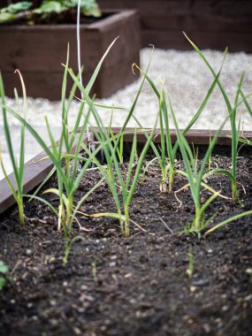 Tahta bir bitkide filizlenen sarımsak soğanlarının dikey yakın çekimi..