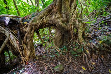 Oahu, Hawaii 'deki Manoa Şelalesi yakınlarındaki eğri büğrü ağaç gövdesi.
