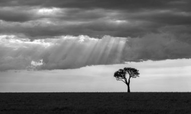 Bulutlu bir gökyüzüne karşı bir tarlada yalnız bir ağacın gri tonlu görüntüsü.