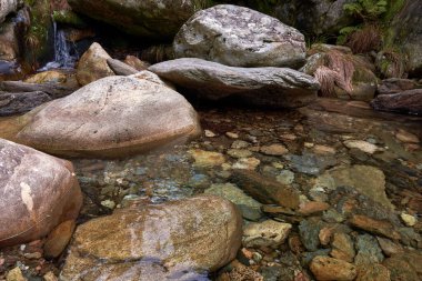 Ormandaki şeffaf sulardaki kayalar