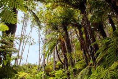 Coromandel, Yeni Zelanda 'daki tropikal orman