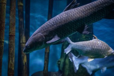 Arka planda su bitkisi olan iki gri balığın yakın çekimi.
