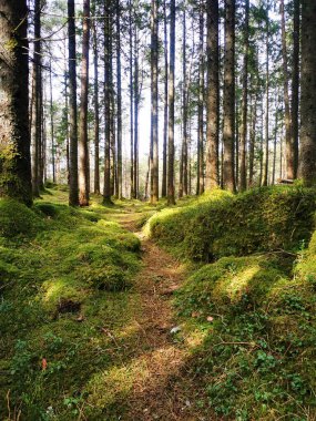 Ormandaki ağaçların dikey görüntüsü