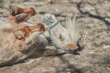 Güneşin altında yatan beyaz bir Shetland midillisinin yakın çekimi.
