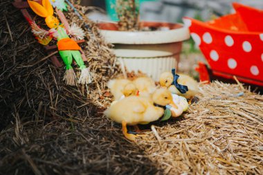 Paskalya 'da renkli yumurtalarla süslenmiş kurutulmuş çimenlerdeki civcivlerin yakın çekimi