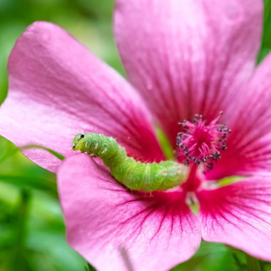 Bahçede renkli bir böcek, pembe bir çiçeği yiyen yeşil bir tırtıl.