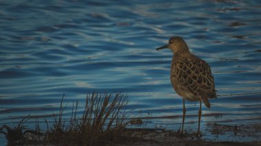 Frampton Marsh 'ta bir turukhtan. Wyberton, İngiltere' de doğa koruma alanı.