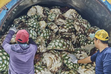 Adam fırında karides yığıyor. Buharda pişirmeye hazır.