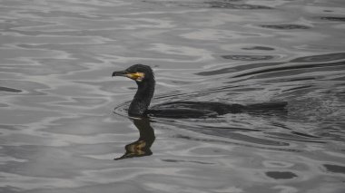 Gölde yüzen bir karabatak ve suda yansıyan bir yansıma.