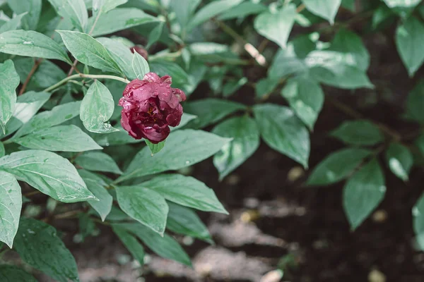 Close Rosa Peony Officinalis Crescendo Contra Plantas Verdes — Fotografia de Stock