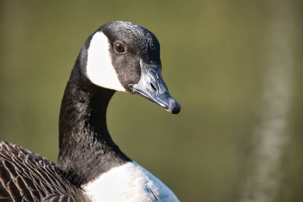 Gros Plan Une Jolie Oie Canadienne Bord Lac Par Une — Photo